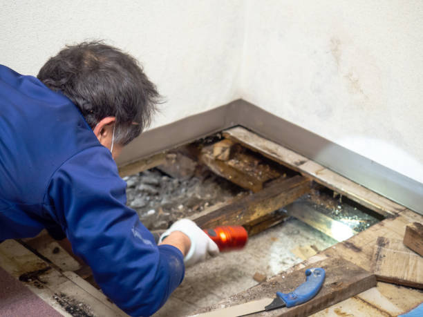 Best Residential Mold Remediation in Harrington, DE