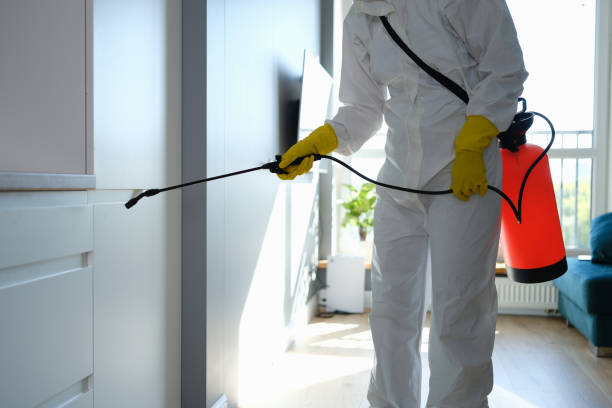 Best Post-Flood Mold Remediation in Harrington, DE