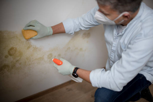 Professional Mold Remediation in Harrington, DE