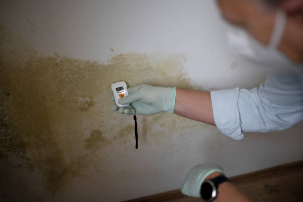 Best Emergency Mold Remediation in Harrington, DE