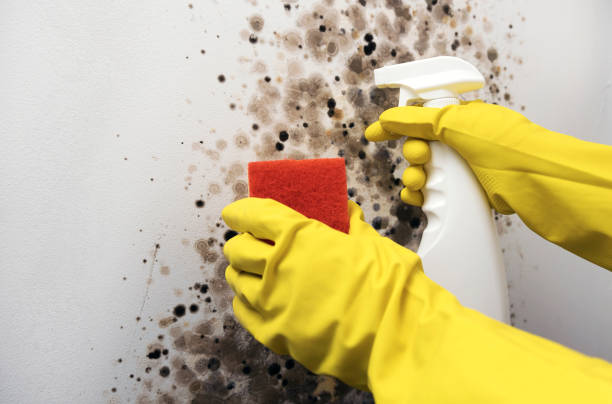 Best Bathroom Mold Remediation in Harrington, DE