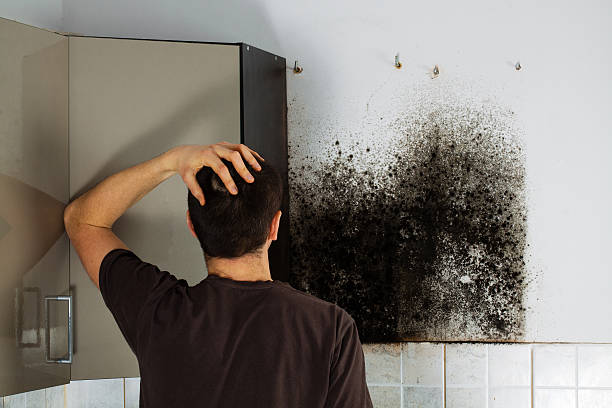 Best Preventive Mold Services in Harrington, DE